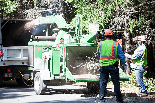 Reliable Rincon Valley, AZ Tree Care Solutions